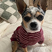 Sissi participe au concours pour gagner de l'argent avec cette photo : dog, small_dog, striped_shirt, pet_clothing, fluffy_blanket, checkered_pillow, indoor, cute, attentive, ears_up, brown_and_white, short_hair, sitting, front_paws, bedroom, cozy, domestic_animal, companion, portrait, close_up