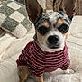 dog, small_dog, striped_shirt, pet_clothing, fluffy_blanket, checkered_pillow, indoor, cute, attentive, ears_up, brown_and_white, short_hair, sitting, front_paws, bedroom, cozy, domestic_animal, companion, portrait, close_up