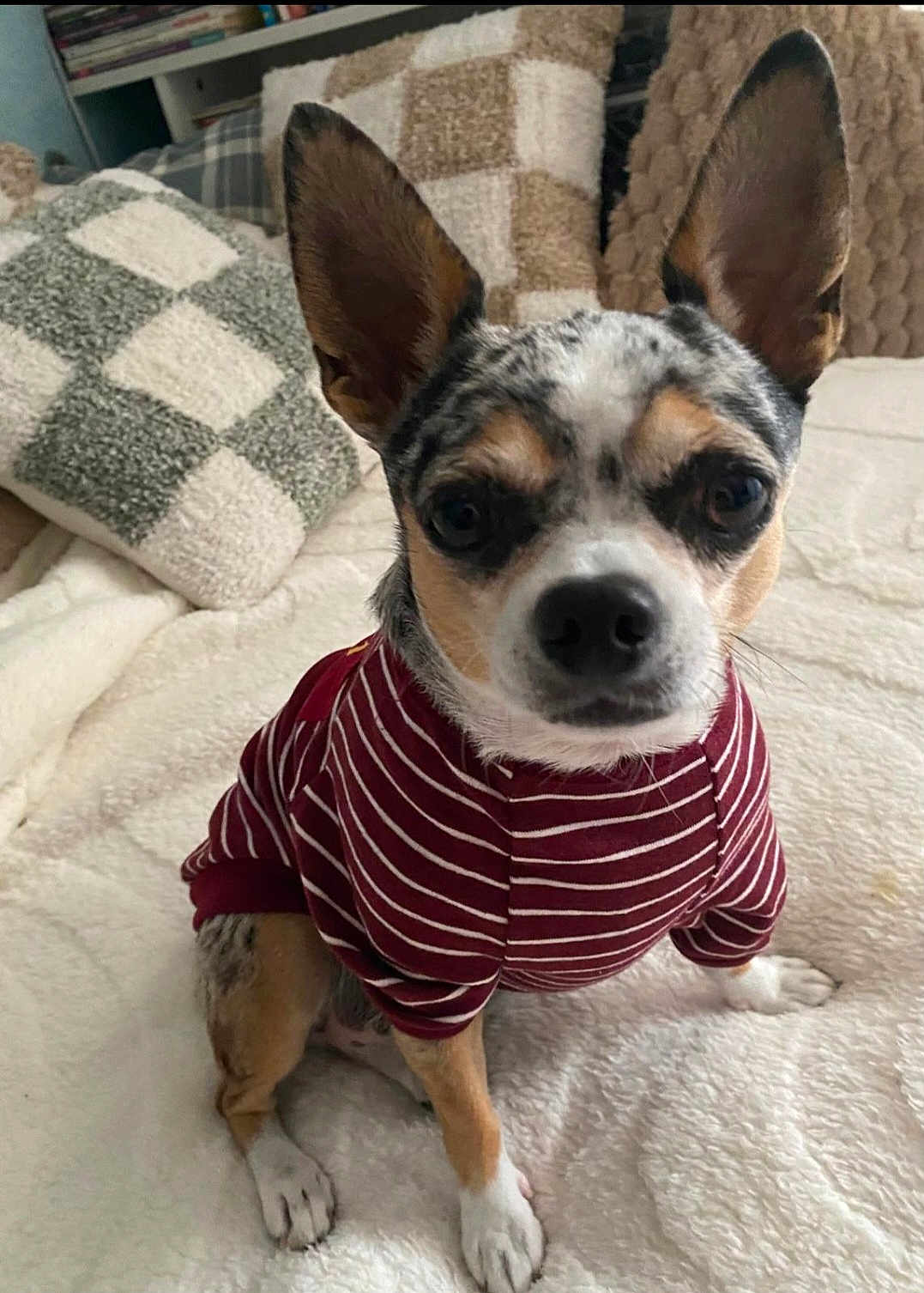 Sissi participe au concours pour gagner de l'argent avec cette photo : dog, small_dog, striped_shirt, pet_clothing, fluffy_blanket, checkered_pillow, indoor, cute, attentive, ears_up, brown_and_white, short_hair, sitting, front_paws, bedroom, cozy, domestic_animal, companion, portrait, close_up