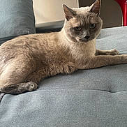 Ulysse a rejoint le concours — aidez-le/la à gagner de superbes lots ! animal, blue_eyes, cat, couch, ears, feline, fluffy, furniture, gray, home, indoor, light_brown, looking, mammal, paw, pet, relaxed, resting, sofa, whiskers