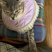 Bella is registered to the contest to win money with this photo: cat, pet, protective_collar, plaid_cushion, stretching_paw, indoor, feline, fur, green_eyes, relaxed, close_up, animal, resting, domestic_cat, soft_lighting, fabric, texture, wood_floor, human_arm, casual