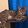 Bella is registered to the contest to win money with this photo: cat, tabby, pet, animal, feline, indoor, perch, relaxed, lounging, tail, curtain, blue, fur, whiskers, ears, claws, domestic, cute, sleepy, resting