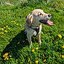 animal, canine, collar, dandelion, daytime, dog, field, flora, flower, grass, greenery, happy, mammal, nature, outdoor, pet, sitting, summer, sunlight, tongue_out