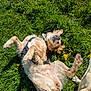 animal, canine, closeup, daytime, dog, field, flower, fur, grass, greenery, happy, lying_down, nature, outdoor, pet, playful, relaxed, summer, sunlight, yellow_flower