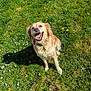 animal, canine, collar, daylight, dog, flowers, golden_retriever, grass, greenery, happy, joyful, mammal, nature, outdoor, pet, playful, sitting, summer, sunny, tongue_out