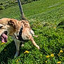 animal, canine, dandelion, dog, fence, field, golden_retriever, grass, greenery, happy, nature, outdoor, pet, playful, puppy, summer, sunny, tongue_out, wooden_post, young