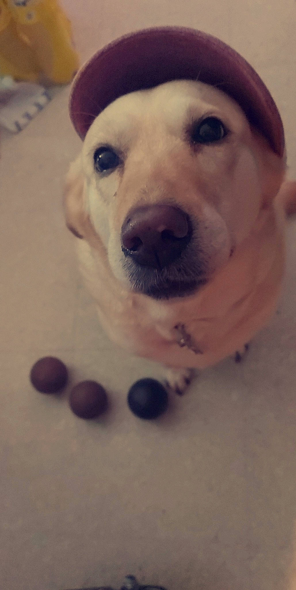 Amma a rejoint le concours — aidez-le/la à gagner de superbes lots ! canidae, carnivore, collar, companion_dog, dog, dog_breed, dog_collar, fawn, flooring, food, fur, hat, paw, pet_supply, puppy_love, snout, sporting_group, superfood, whiskers, working_animal