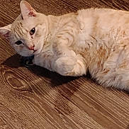 Cody joined the competition — help win amazing prizes! animal, cat, cozy, cream_colored, curious, cute, domestic, ears, feline, floor, fur, indoor, looking, lying_down, paws, pet, relaxed, resting, whiskers, wooden_floor