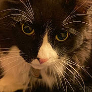 Charcoal joined the competition — help win amazing prizes! cat, black_and_white, whiskers, close_up, yellow_eyes, pet, feline, fur, nose, indoor, curious, soft, cozy, animal, portrait, mammal, face, resting, looking, domestic_cat