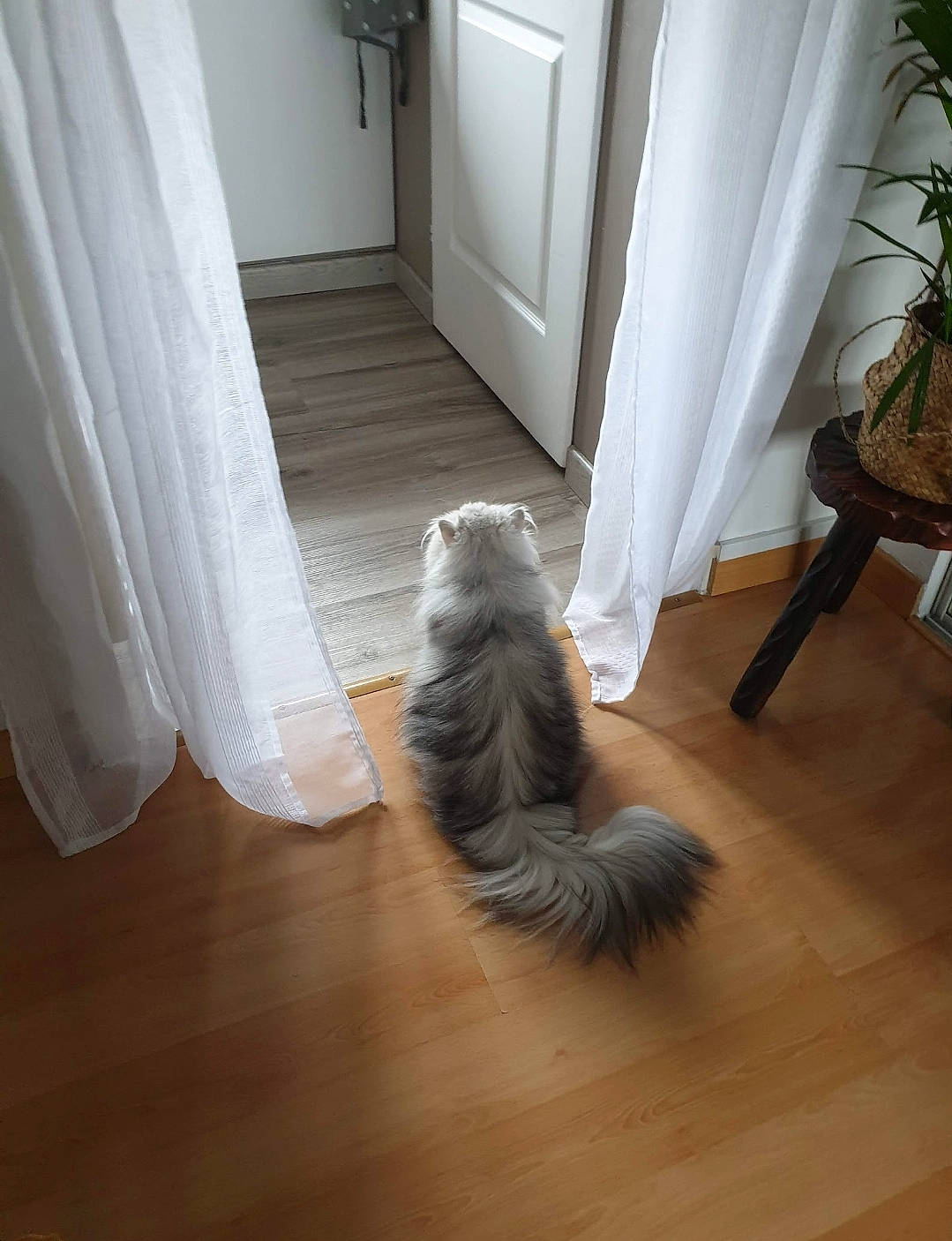 Muse a rejoint le concours — aidez-le/la à gagner de superbes lots ! carnivore, cat, comfort, companion_dog, door, felidae, floor, flooring, flowerpot, grey, hardwood, houseplant, laminate_flooring, plant, small_to_medium_sized_cats, tail, whiskers, wood, wood_flooring, wood_stain