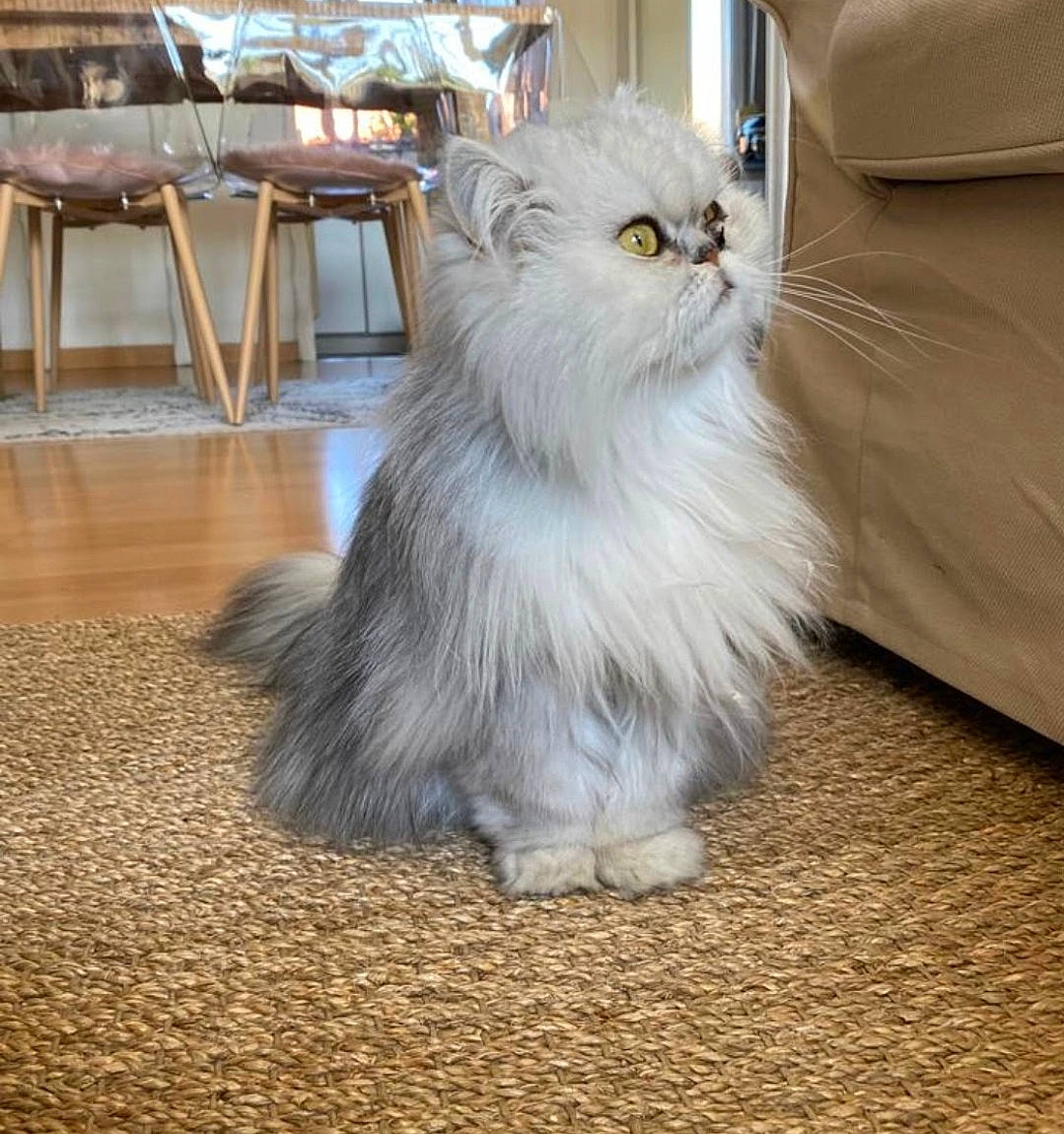 Muse participe au concours pour gagner de l'argent avec cette photo : british_longhair, carnivore, cat, chair, claw, comfort, fawn, felidae, flooring, fur, hardwood, paw, persian, plant, small_to_medium_sized_cats, snout, tail, terrestrial_animal, whiskers, wood