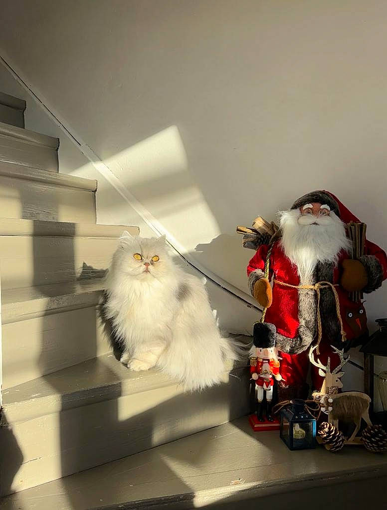 Muse participe au concours pour gagner de l'argent avec cette photo : carmine, christmas, christmas_decoration, christmas_ornament, event, fictional_character, fur, holiday, holiday_ornament, interior_design, ornament, room, santa_claus, stuffed_toy, toy, winter