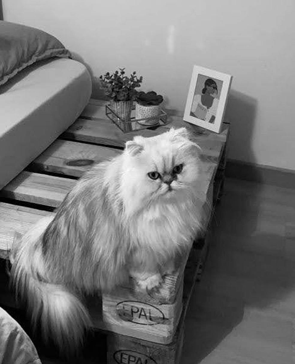 Muse a rejoint le concours — aidez-le/la à gagner de superbes lots ! black, black_and_white, carnivore, cat, comfort, felidae, flooring, flowerpot, fur, grey, houseplant, monochrome, monochrome_photography, picture_frame, plant, small_to_medium_sized_cats, snout, style, whiskers, white