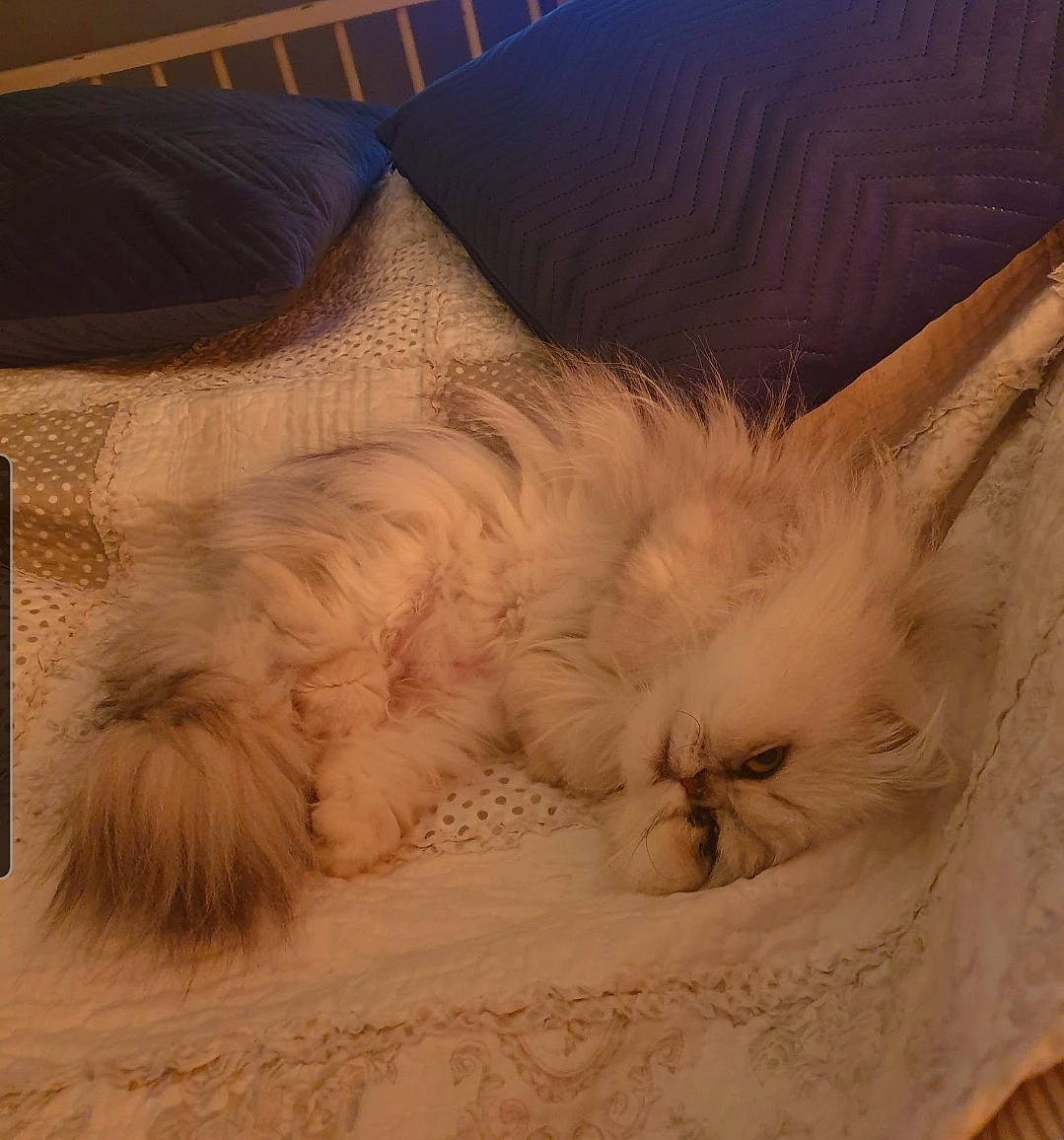 Muse a rejoint le concours — aidez-le/la à gagner de superbes lots ! art, carving, cloud, comfort, feather, felidae, freezing, fur, landscape, linens, recreation, rock, sand, sculpture, sky, visual_arts, whiskers, wing, winter, wood