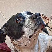 Slade joined the competition — help win amazing prizes! dog, pet, close_up, black_and_white, spotted, snout, nostrils, eye, ear, tongue, resting, indoor, couch, floral_pattern, human_arm, wall, portrait, whiskers, looking_up, companion