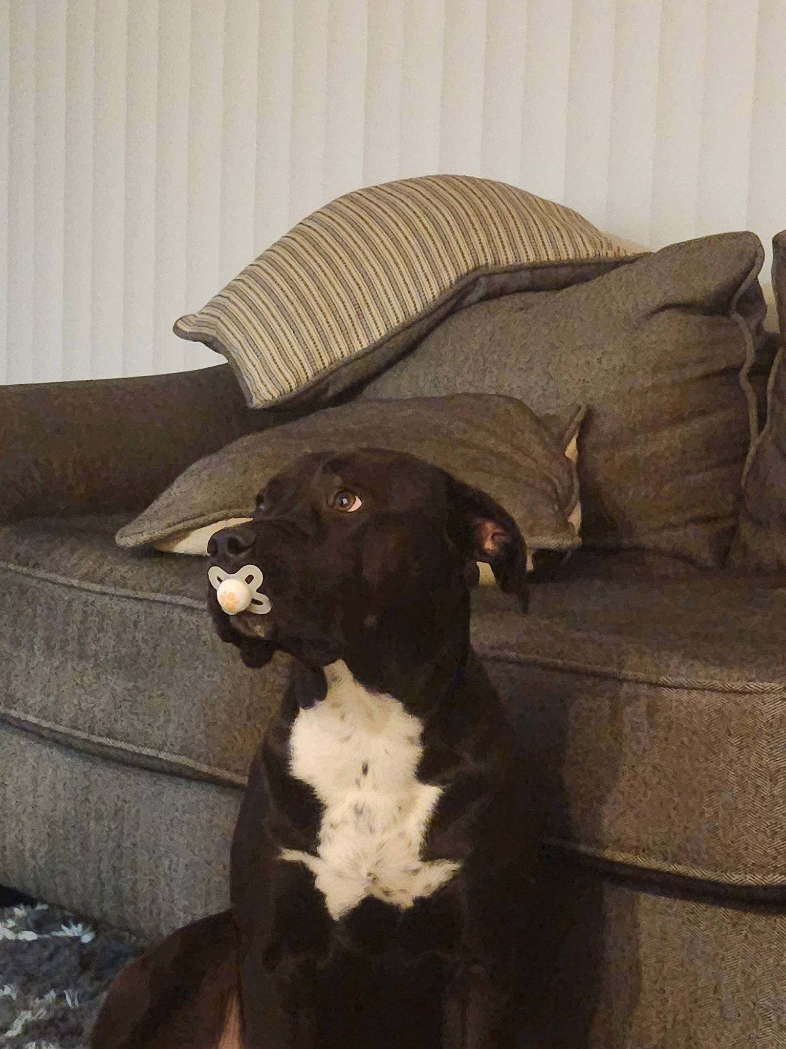 Chico is registered to the contest to win money with this photo: brown, carnivore, comfort, companion_dog, couch, dog, dog_breed, fawn, fur, liver, pet_supply, shade, sporting_group, tail, terrestrial_animal, tints_and_shades, umbrella, whiskers, wood, working_animal