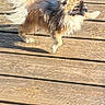 Athene a rejoint le concours — aidez-le/la à gagner de superbes lots ! dog, small_dog, fluffy, long_hair, tan, brown, white, standing, walking, jumping, paw, tail, sunlight, outdoor, wooden_deck, wood_planks, shadow, side_view, animal, playful