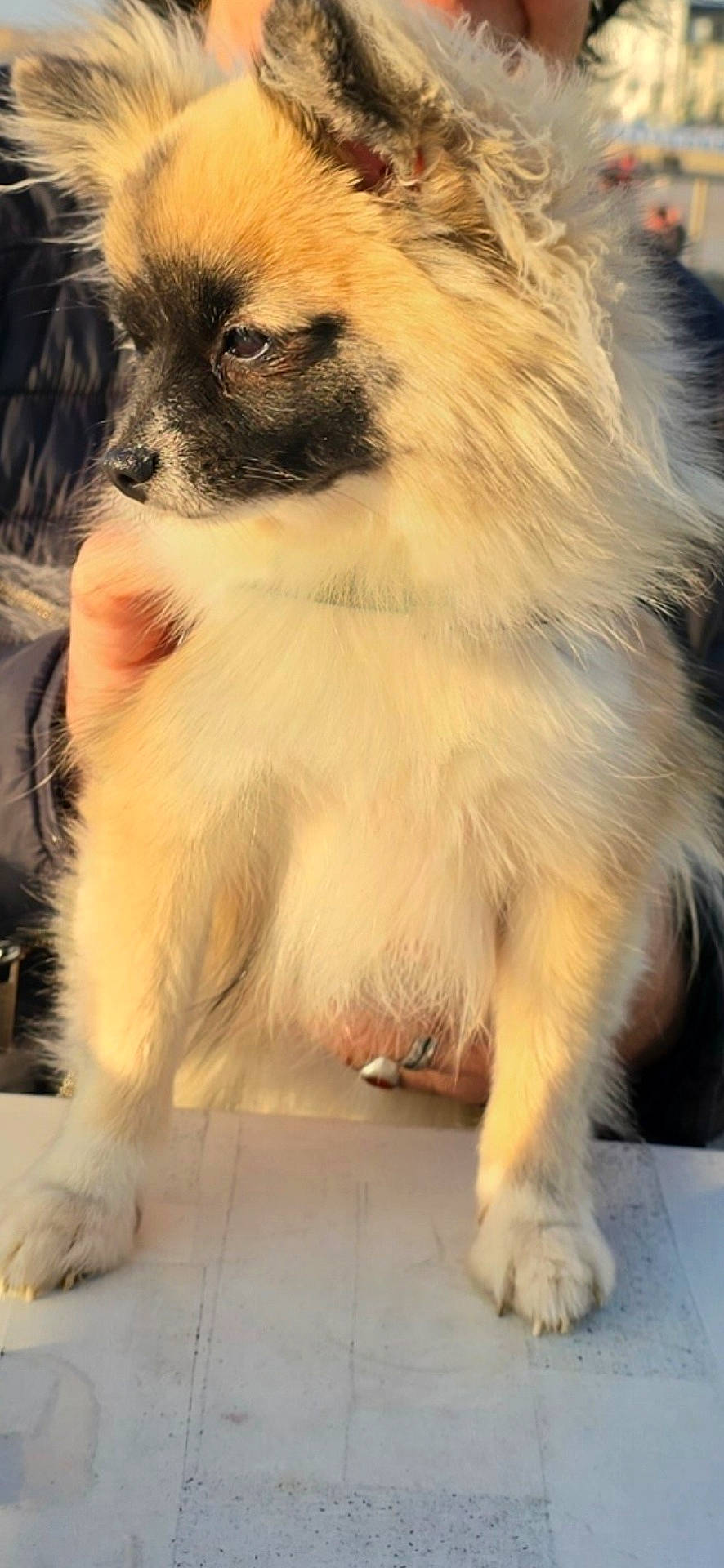 animal, black_markings, calm, closeup, cream_fur, cute, dog, fluffy, human_hand, indoors, long_hair, paws, pet, pointed_ears, portrait, sitting, small_dog, table, toy_dog, warm_lighting