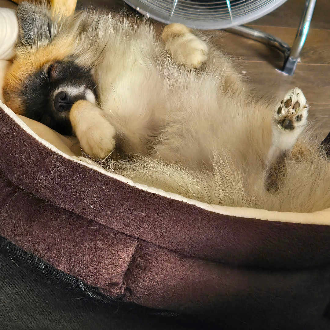 Athene participe au concours pour gagner de l'argent avec cette photo : puppy, dog, fluffy, sleeping, relaxed, belly_up, raised_paw, paw_pads, pet_bed, fan, indoor, home, cozy, brown, cream, fur, cute, playful, resting, photography