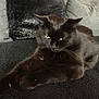 Athena a rejoint le concours — aidez-le/la à gagner de superbes lots ! black_cat, burmese, carnivoran, cat, cat_like_mammal, chartreux, domestic_short_haired_cat, fauna, fur, korat, small_to_medium_sized_cats, snout, tail, whiskers