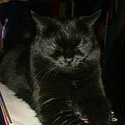 Athena a rejoint le concours — aidez-le/la à gagner de superbes lots ! black_cat, bombay, carnivoran, cat, cat_like_mammal, chartreux, domestic_short_haired_cat, european_shorthair, fur, kitten, korat, mammal, nebelung, small_to_medium_sized_cats, snout, whiskers
