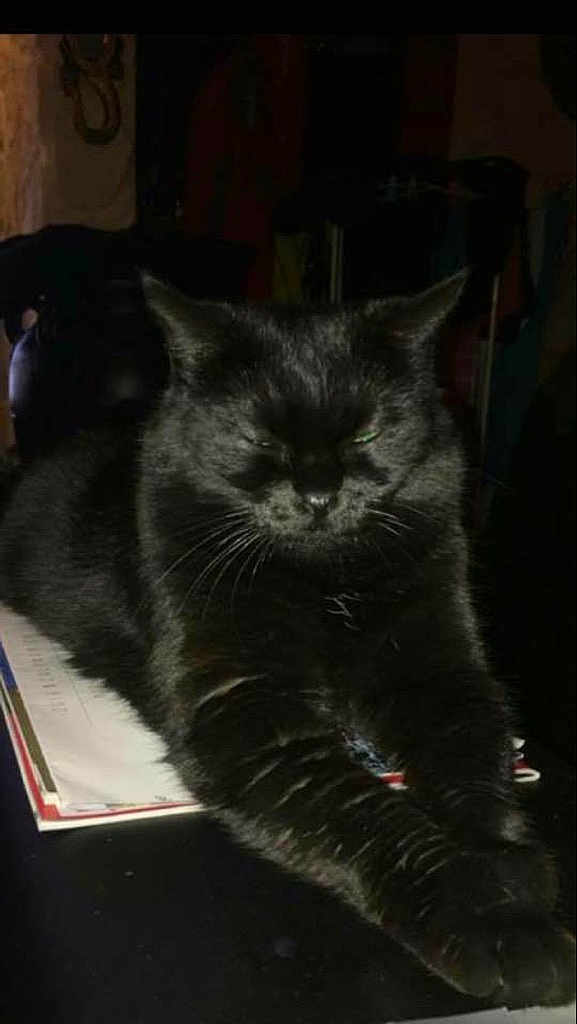 Athena a rejoint le concours — aidez-le/la à gagner de superbes lots ! black_cat, bombay, carnivoran, cat, cat_like_mammal, chartreux, domestic_short_haired_cat, european_shorthair, fur, kitten, korat, mammal, nebelung, small_to_medium_sized_cats, snout, whiskers