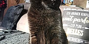 Athena a rejoint le concours — aidez-le/la à gagner de superbes lots ! black_cat, cat, cat_like_mammal, domestic_short_haired_cat, fur, kitten, korat, small_to_medium_sized_cats, snout, whiskers
