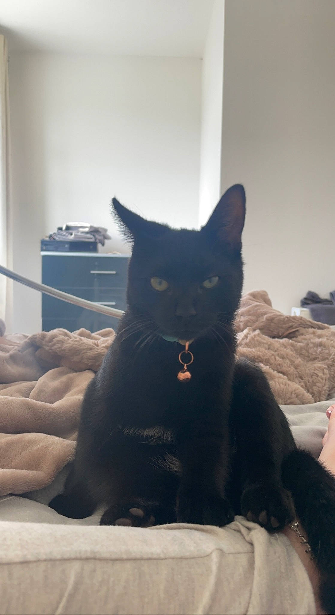 Kovu joined the competition — help win amazing prizes! black_cat, bombay, carnivore, cat, comfort, domestic_short_haired_cat, felidae, fur, grey, room, sitting, small_to_medium_sized_cats, snout, tail, whiskers, window