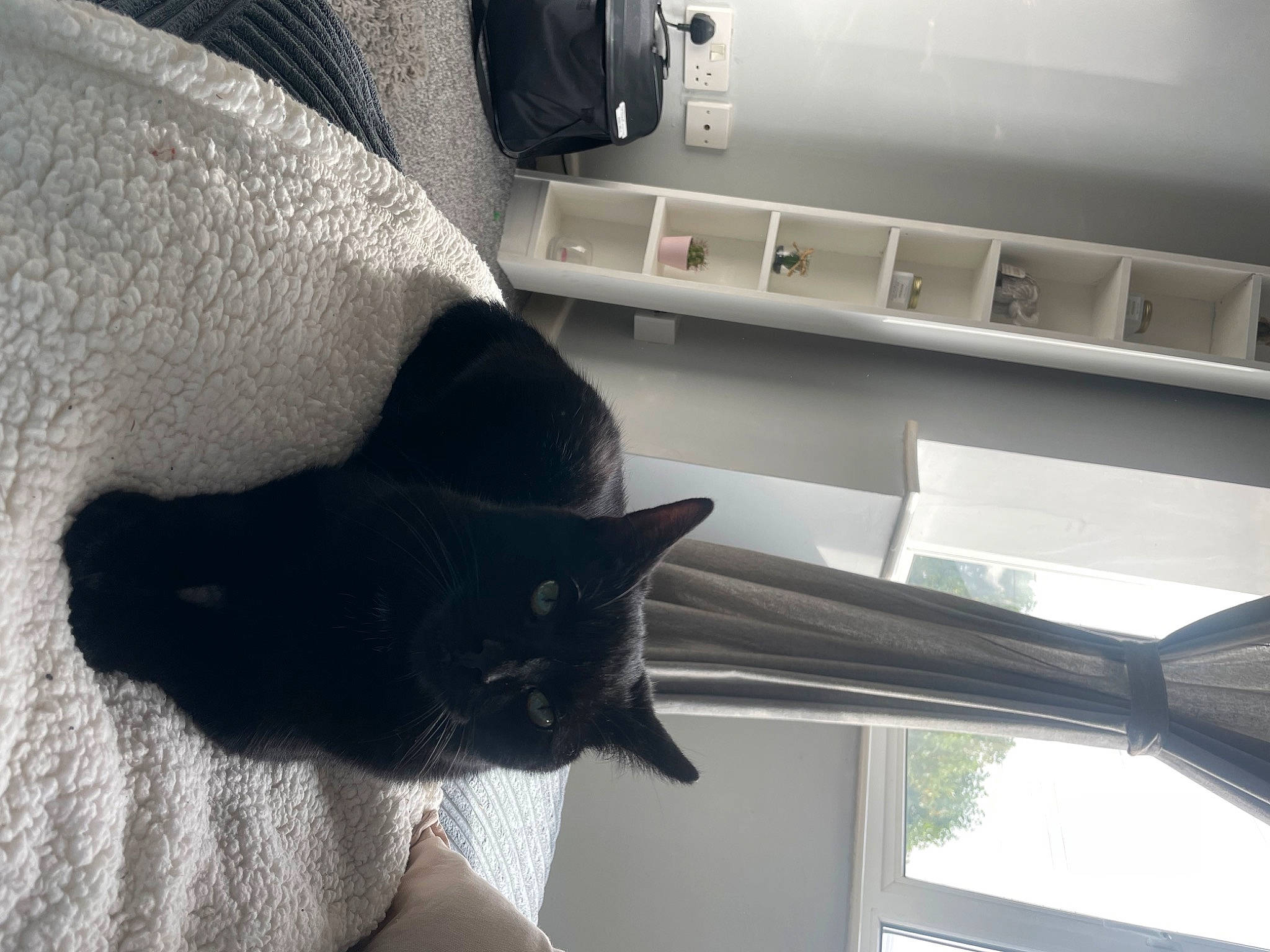 Kovu is registered to the contest to win money with this photo: black_cat, carnivore, cat, comfort, domestic_short_haired_cat, felidae, fur, grey, light, plant, room, russian_blue, shelf, small_to_medium_sized_cats, tail, whiskers, white, window