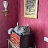 cat, gray_cat, fluffy, long_hair, feline, pet, animal, golden_eyes, sitting, lounging, indoors, interior, magenta_wall, wooden_cabinet, dresser, antique_furniture, decorative_vase, framed_art, glassware, elegant_room