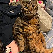 Milo is registered to the contest to win money with this photo: cat, tabby, pet, animal, fur, whiskers, bed, blanket, clothing, lotion, bottle, hello_kitty, pattern, indoor, resting, cute, curious, feline, tabby_cat, lying_down