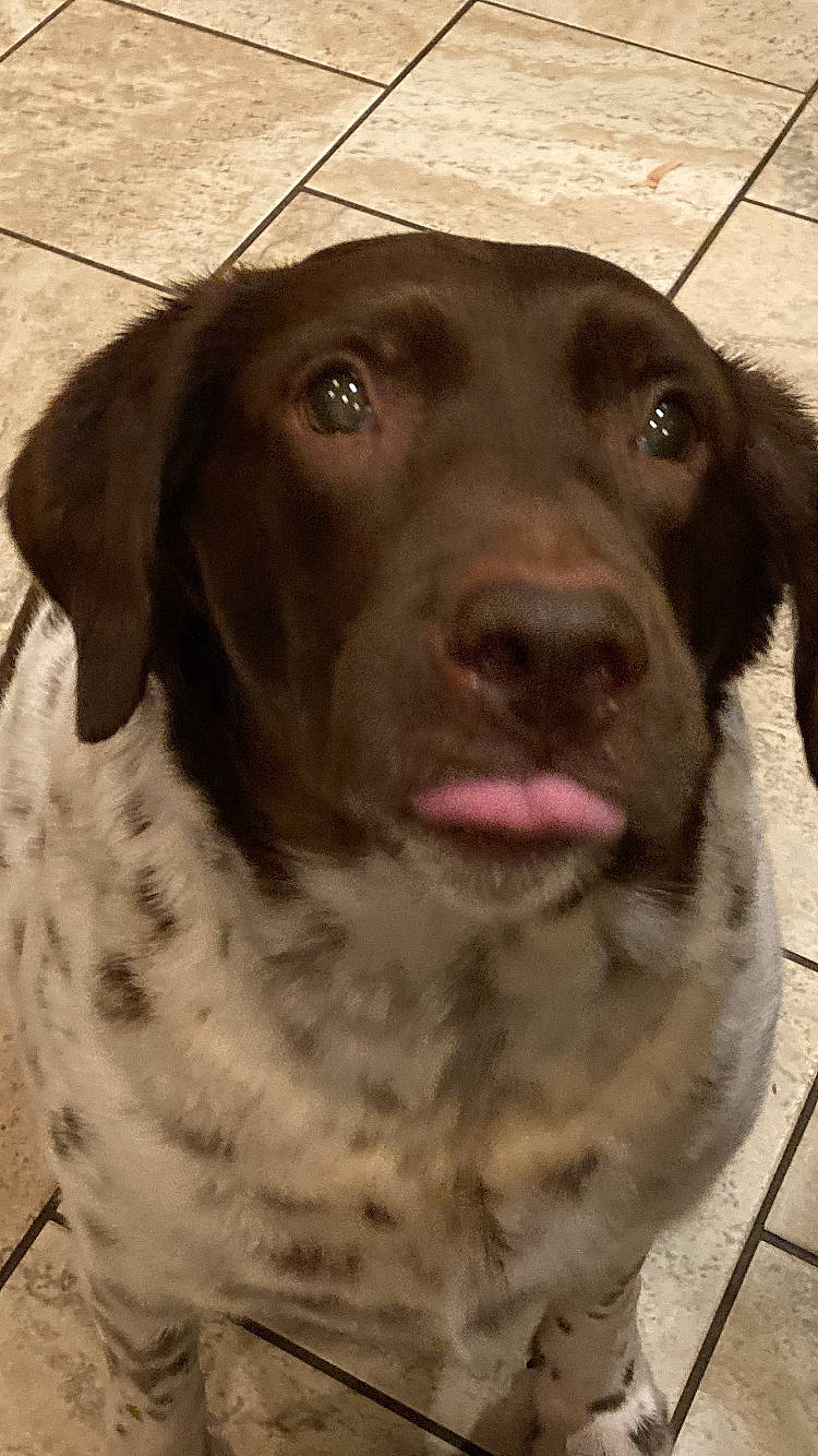 Molly joined the competition — help win amazing prizes! borador, canidae, carnivore, collar, companion_dog, dog, dog_breed, dog_collar, fawn, fur, gun_dog, liver, pointing_breed, retriever, snout, sporting_group, terrestrial_animal, whiskers, working_animal, working_dog