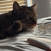 Keyshawn joined the competition — help win amazing prizes! cat, tabby, bed, paw, sunlight, window_blinds, glass_dish, cream_tube, indoor, pet, feline, relaxed, closeup, animal, resting, soft_light, shiny_surface, domestic, calm, bedroom