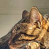 cat, tabby, sleeping, close_up, fur, whiskers, ear, paw, sunlight, shadow, indoor, pet, animal, relaxed, cozy, resting, mammal, cute, domestic_animal, peaceful