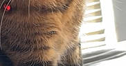 Keyshawn is registered to the contest to win money with this photo: cat, tabby, pet, animal, bed, indoor, feline, whiskers, collar, curious, green_eyes, light, shadow, striped, paw, close_up, vertical, cozy, window, blinds