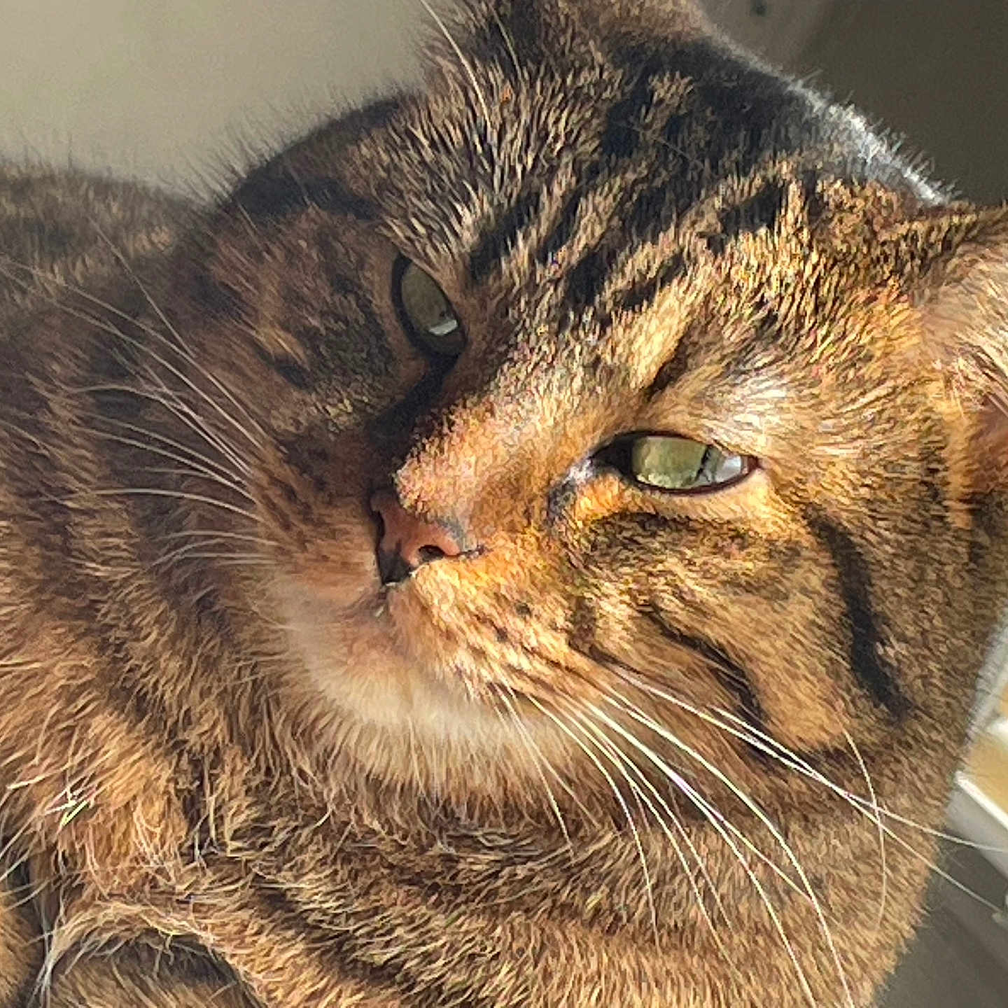 Keyshawn joined the competition — help win amazing prizes! cat, tabby, close_up, sunlight, green_eyes, whiskers, fur, sleepy, indoor, window, blinds, relaxed, pet, animal, mammal, face, portrait, cute, cozy, feline