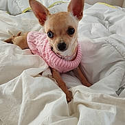 Apy a rejoint le concours — aidez-le/la à gagner de superbes lots ! chihuahua, dog, pet, small_dog, indoor, bed, blanket, white_bedspread, pink_sweater, cute, animal, fur, ears, lying_down, looking_at_camera, cozy, domestic, companion, household, resting