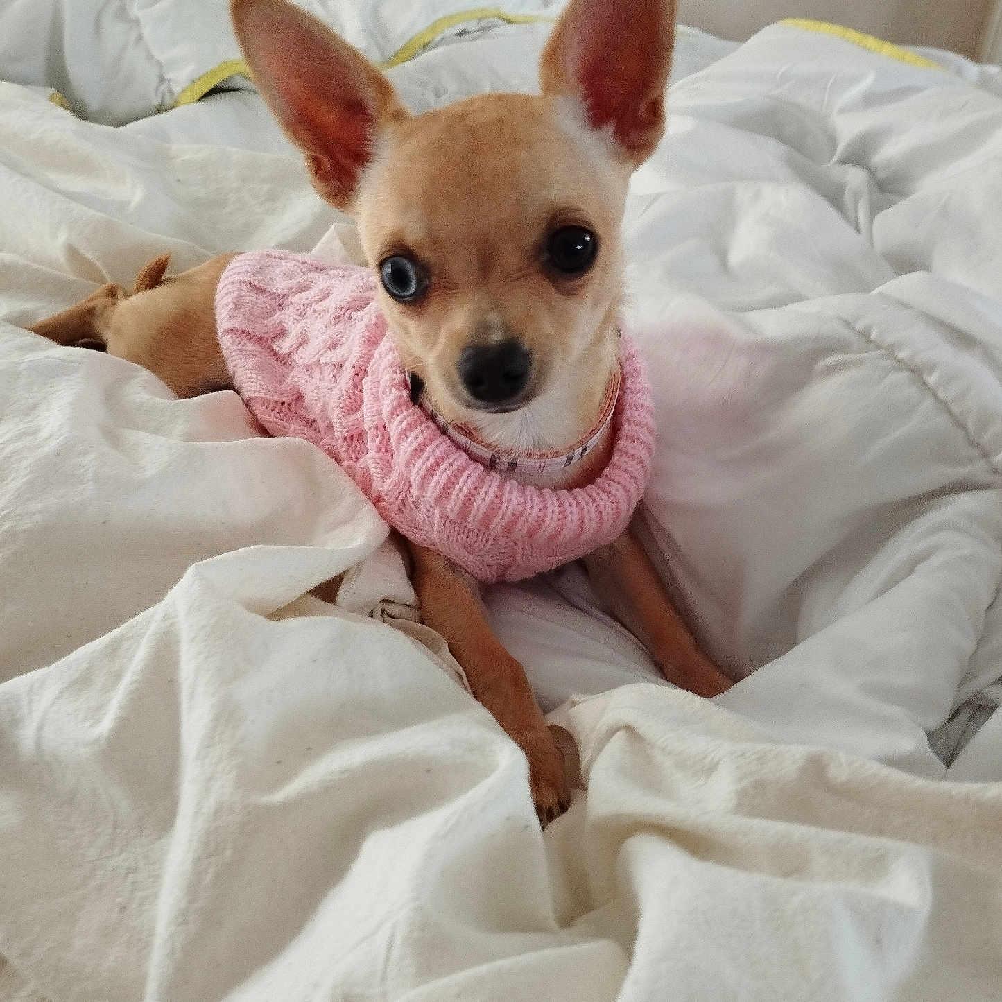 Apy a rejoint le concours — aidez-le/la à gagner de superbes lots ! animal, bed, blanket, chihuahua, companion, cozy, cute, dog, domestic, ears, fur, household, indoor, looking_at_camera, lying_down, pet, pink_sweater, resting, small_dog, white_bedspread