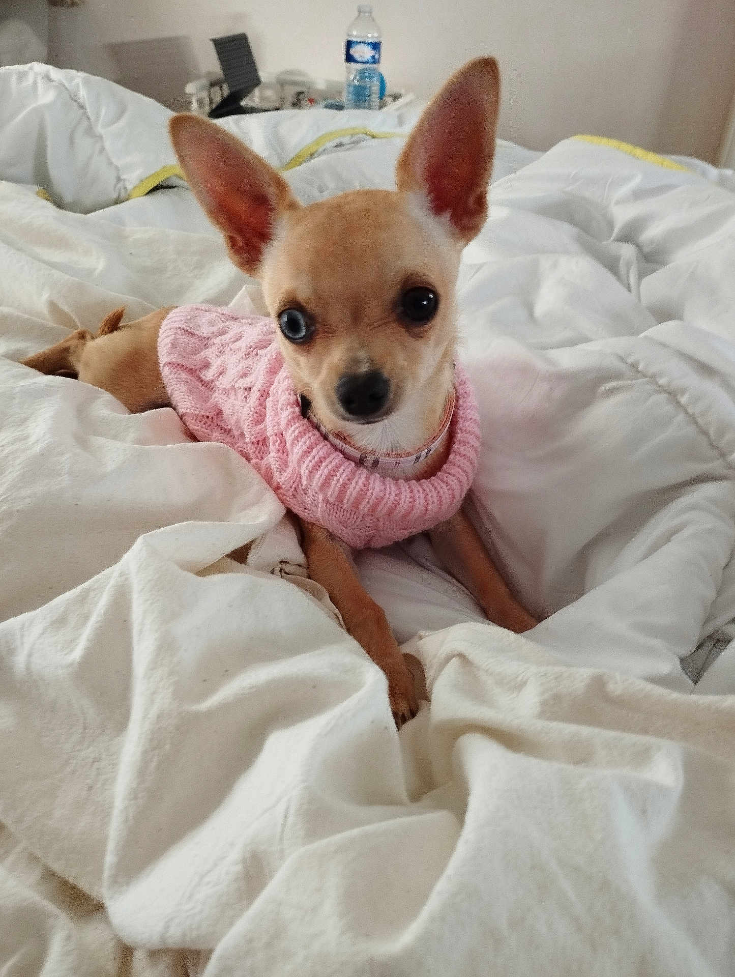 Apy a rejoint le concours — aidez-le/la à gagner de superbes lots ! chihuahua, dog, pet, small_dog, indoor, bed, blanket, white_bedspread, pink_sweater, cute, animal, fur, ears, lying_down, looking_at_camera, cozy, domestic, companion, household, resting