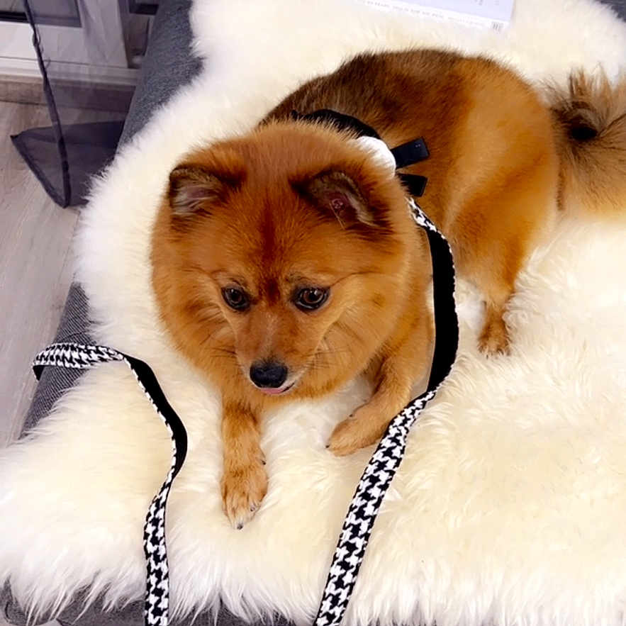 Royalty participe au concours pour gagner de l'argent avec cette photo : animal, canine, chow, clothing, cockerspaniel, dog, dogbed, eskimodog, fur, leash, papillon, person, pet, policedog, puppy, walkingdog