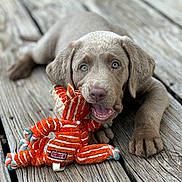 Ghost is registered to the contest to win money with this photo: puppy, dog, toy, plush_toy, wood, outdoor, pet, cute, playful, animal, brown, blue_eyes, floor, closeup, young_dog, chewing, pet_toy, texture, wooden_planks, adorable