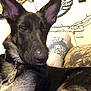 dog, german_shepherd, pet, indoor, relaxed, portrait, animal, ears, collar, tag, couch, pillow, home, wall_decor, string_lights, close_up, muzzle, fur, resting, calm