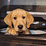 Comet is registered to the contest to win money with this photo: dog, puppy, golden_retriever, washing_machine, appliance, paw, curious, indoor, pet, closeup, face, ears, animal, cute, looking, head, expression, household, domestic, young