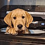 dog, puppy, golden_retriever, washing_machine, appliance, paw, curious, indoor, pet, closeup, face, ears, animal, cute, looking, head, expression, household, domestic, young