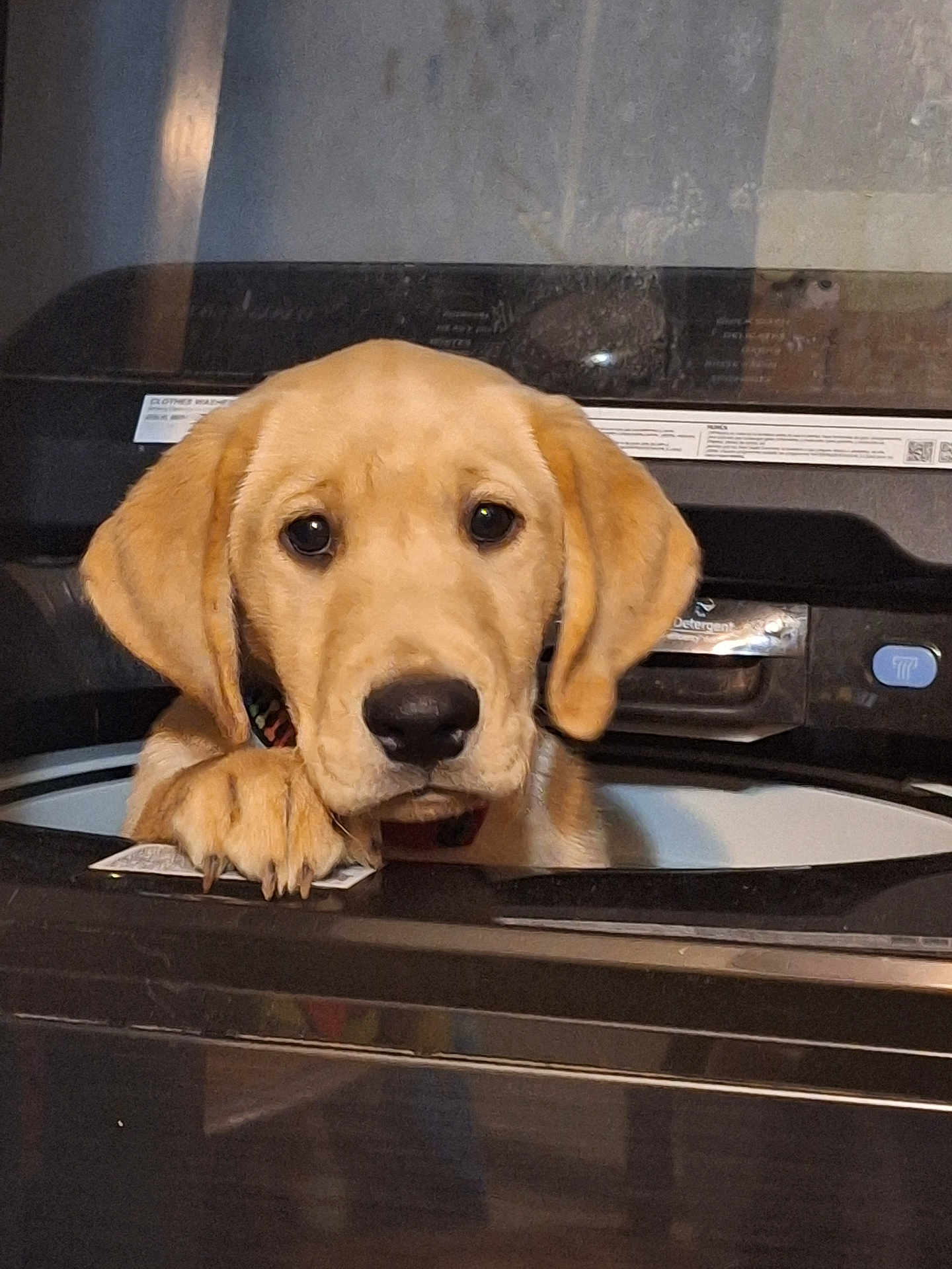 Comet is registered to the contest to win money with this photo: dog, puppy, golden_retriever, washing_machine, appliance, paw, curious, indoor, pet, closeup, face, ears, animal, cute, looking, head, expression, household, domestic, young