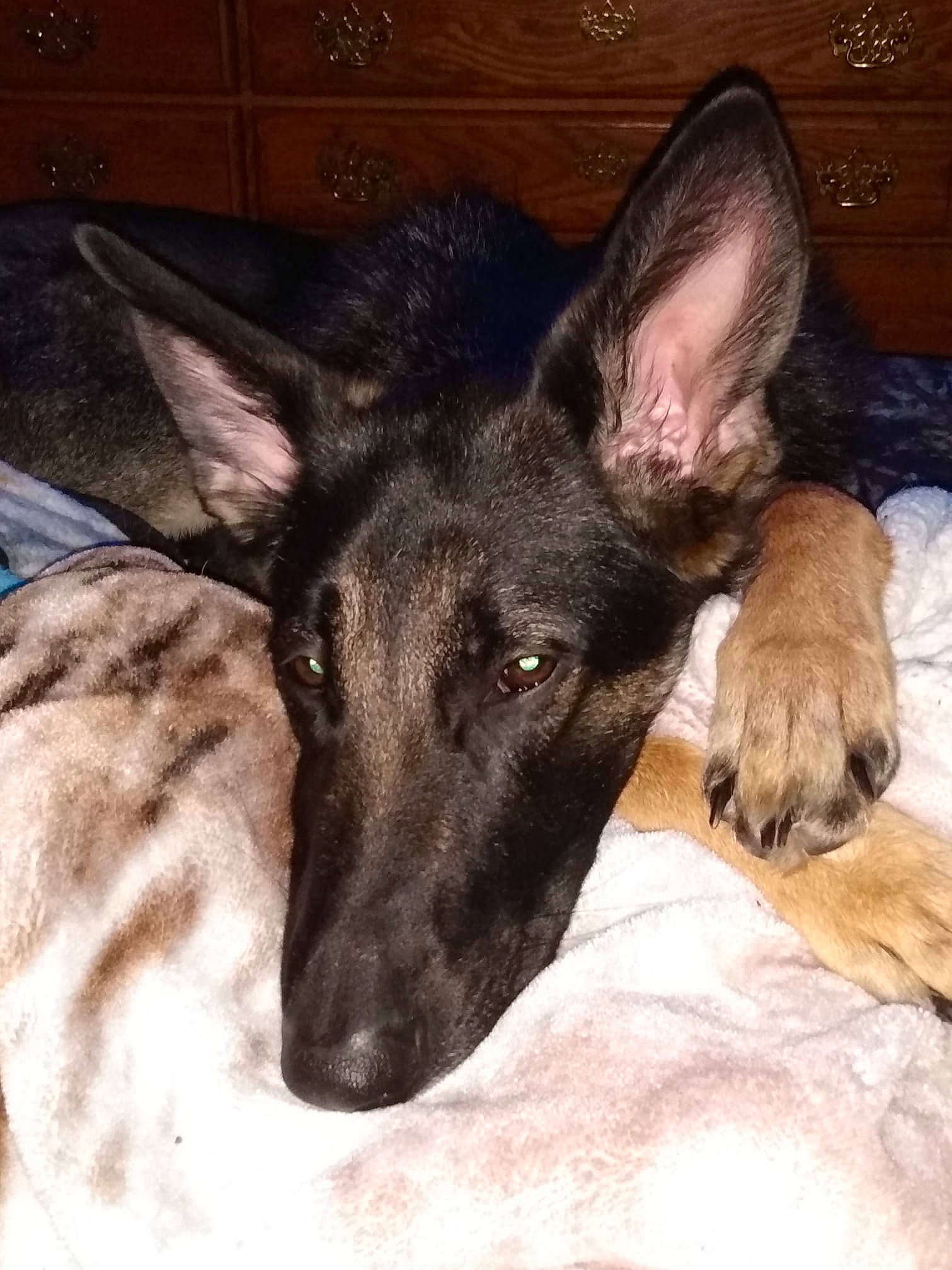 Zoey joined the competition — help win amazing prizes! canidae, carnivore, companion_dog, dog, dog_breed, ear, east_european_shepherd, fawn, fur, german_shepherd_dog, head, herding_dog, non_sporting_group, old_german_shepherd_dog, snout, sporting_group, terrestrial_animal, whiskers, working_animal, working_dog