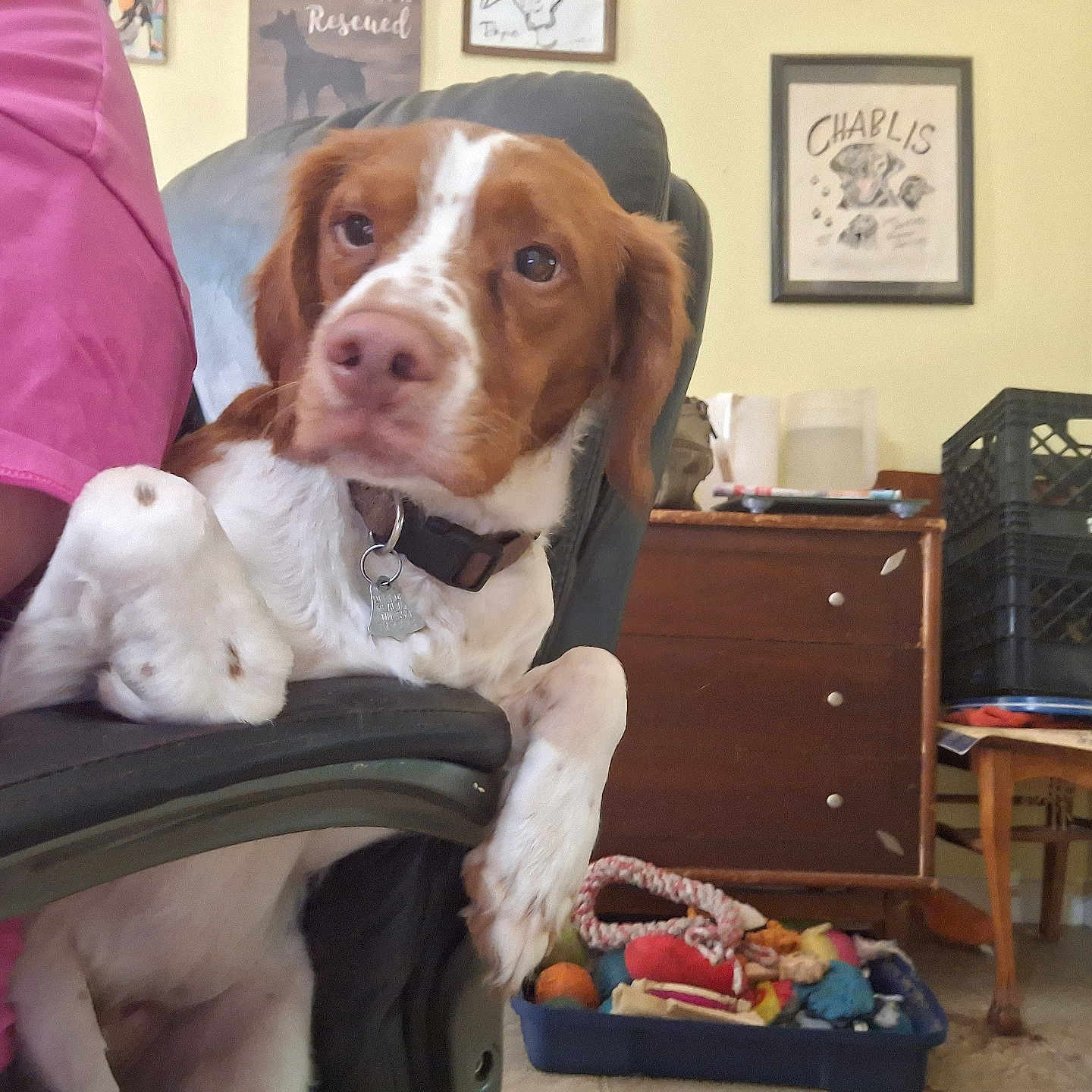 Copper Jr joined the competition — help win amazing prizes! armrest, basket, brown, chair, collar, cozy, decor, dog, dog_toys, dressing_table, floor, home, indoor, person, pet, pink_shirt, relaxed, wall_art, white, wooden_furniture