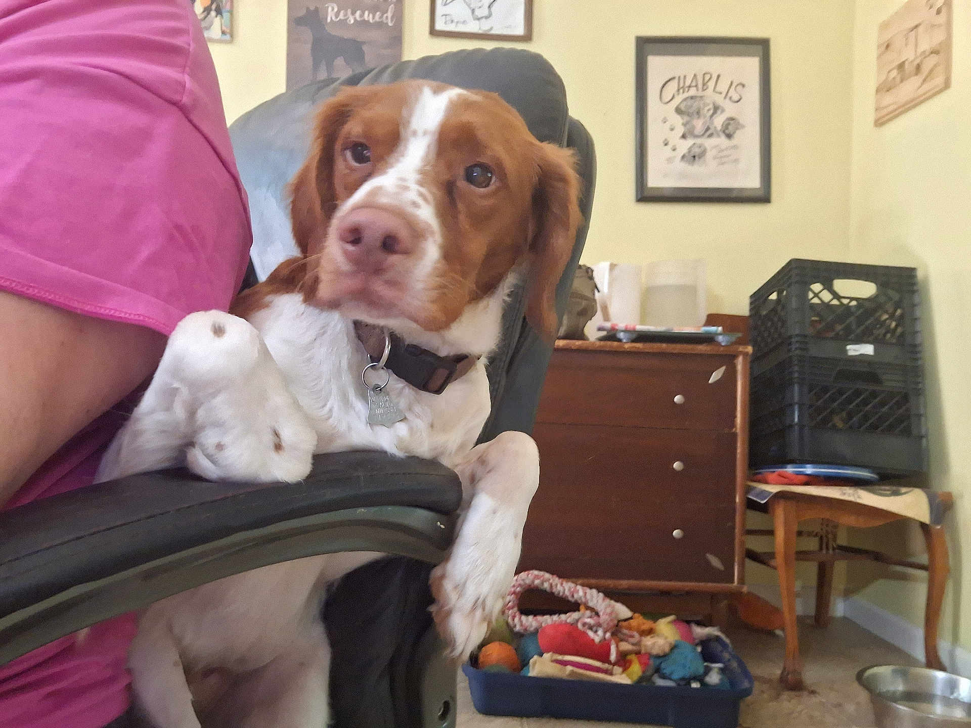 Copper Jr joined the competition — help win amazing prizes! dog, brown, white, chair, person, pink_shirt, armrest, dressing_table, dog_toys, basket, wooden_furniture, indoor, home, floor, wall_art, decor, collar, pet, relaxed, cozy
