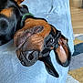 doberman, dog, pet, close_up, resting, ear, nose, eye, indoor, carpet, floor, soft_surface, animal, mammal, black_and_tan, portrait, relaxed, cozy, furry, cute