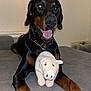 doberman, dog, pet, plush_toy, pig_toy, indoor, couch, animal, canine, black_and_tan, playful, smiling, lying_down, collar, furniture, domestic, close_up, front_legs, happy, toy